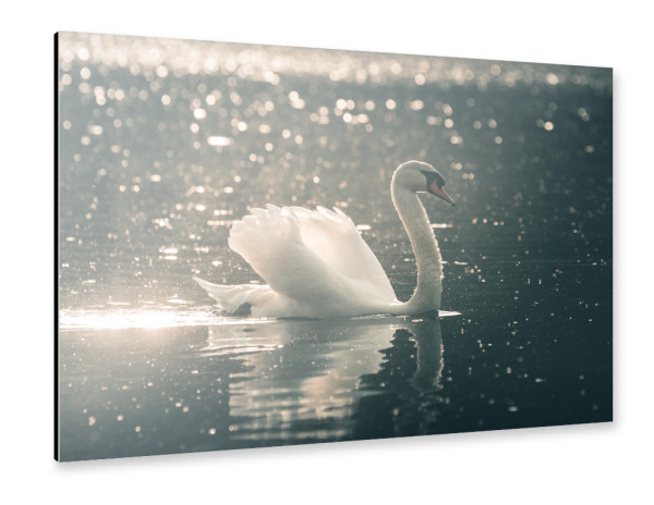 Alu-Dibond "Swimming Swan" 30x20 cm artboxONE