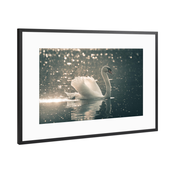 Poster mit Rahmen Schwarz (Metallic) "Swimming Swan" artboxONE - Natur,Tiere