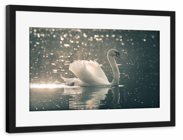 Poster mit Rahmen schwarz "Swimming Swan" artboxONE - Natur,Tiere