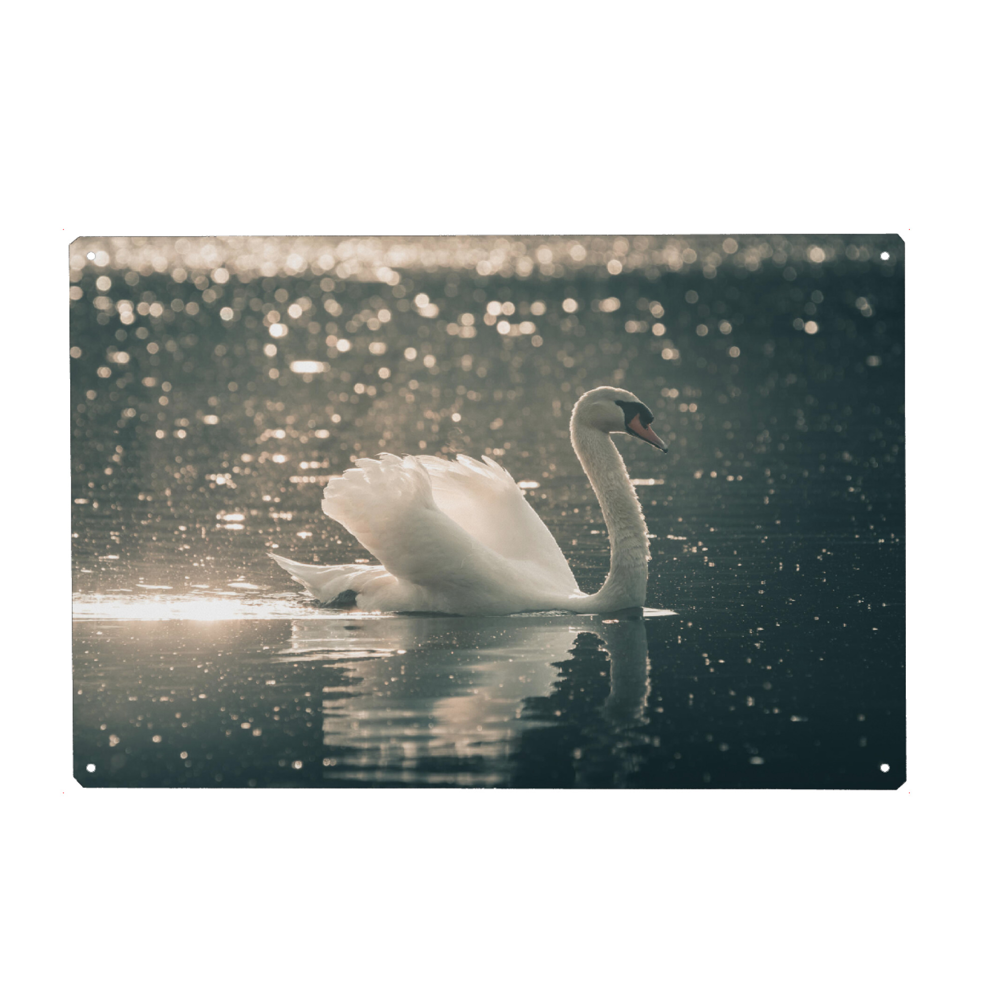 Holzbild "Swimming Swan" artboxONE - Natur,Tiere - Schwan,Höckerschwan,Schwimmend,Bird,Tier,Animal,Wild,Natur,Nature,Wasser,Wasservogel,Vogel,Wildlife