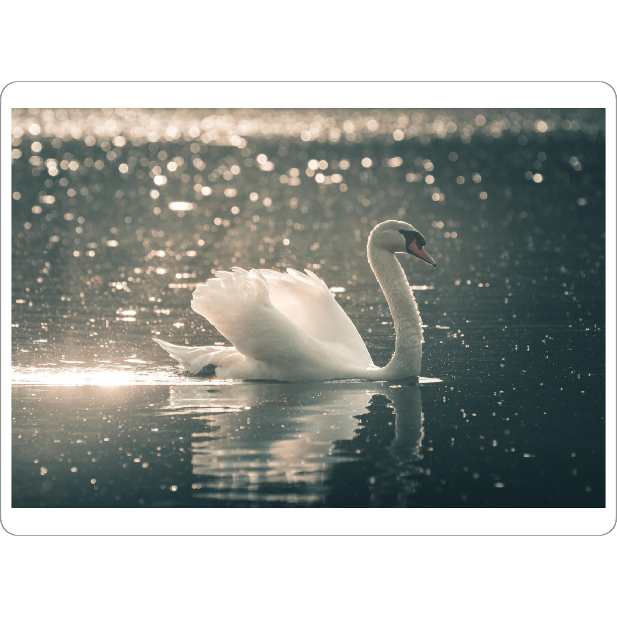Tischset "Swimming Swan" artboxONE - Natur,Tiere - Schwan,Höckerschwan,Schwimmend,Bird,Tier,Animal,Wild,Natur,Nature,Wasser,Wasservogel,Vogel,Wildlife