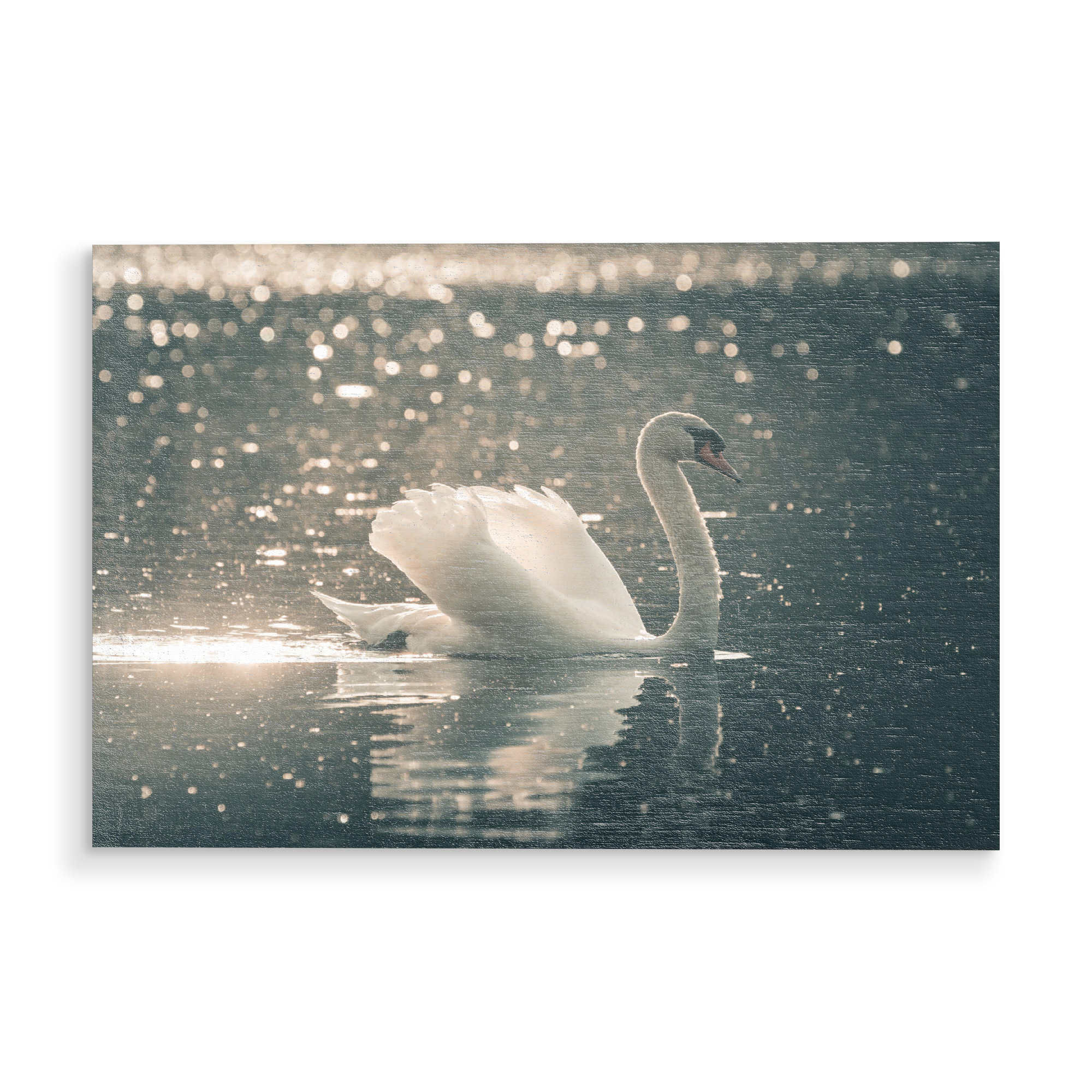 Holzbild "Swimming Swan" artboxONE - Natur,Tiere - Schwan,Höckerschwan,Schwimmend,Bird,Tier,Animal,Wild,Natur,Nature,Wasser,Wasservogel,Vogel,Wildlife