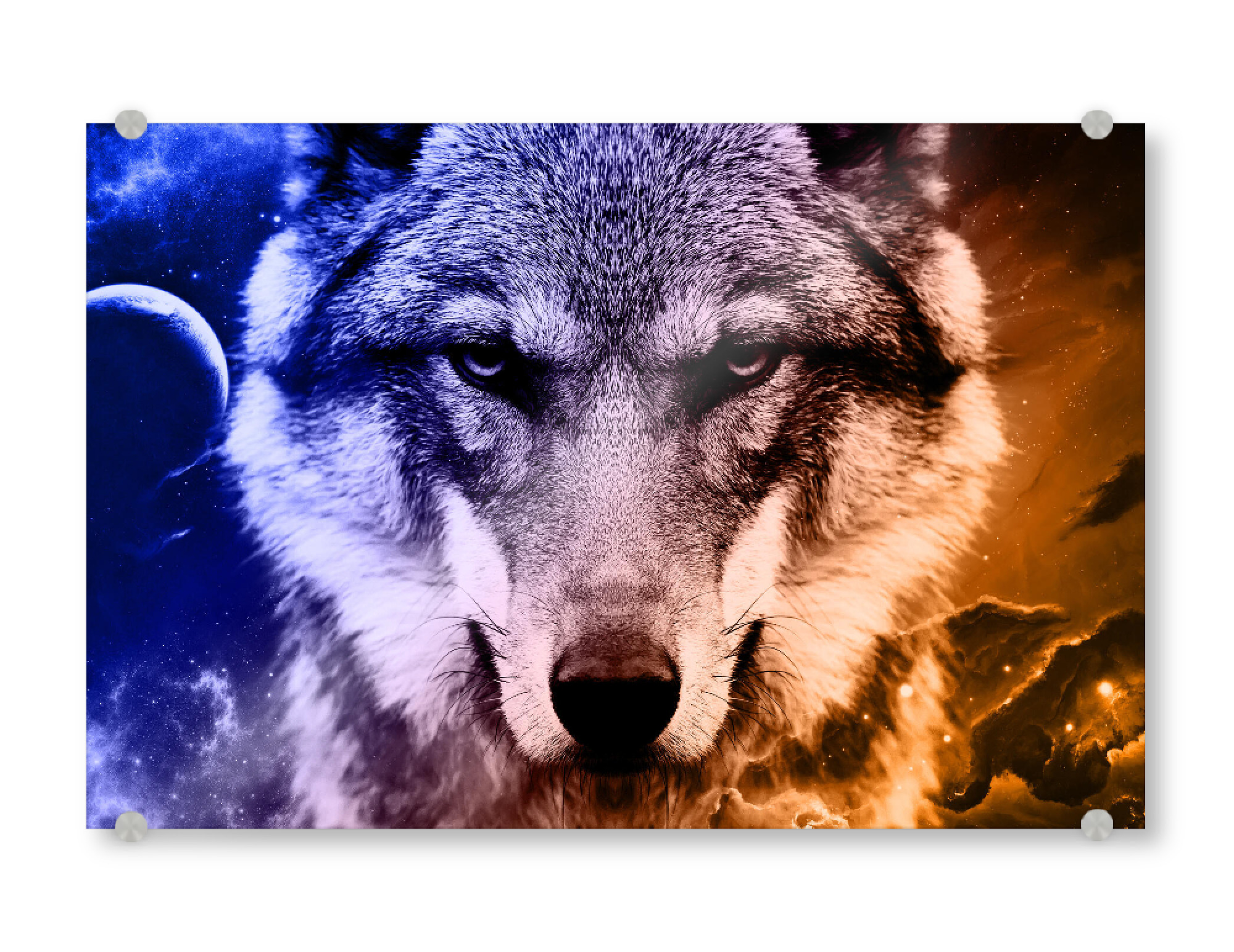 Acrylglasbild "Wolf Galaxy I (matart)" artboxONE - Natur,Tiere,Galaxy