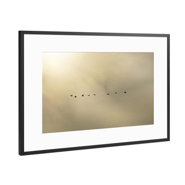 Poster mit Rahmen Schwarz (Metallic) "Vogelzug" artboxONE - Natur,Tiere