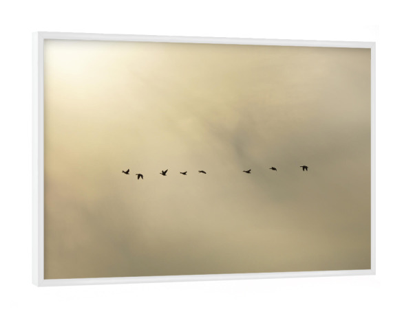Poster mit weißem Rahmen "Vogelzug" artboxONE - Natur,Tiere