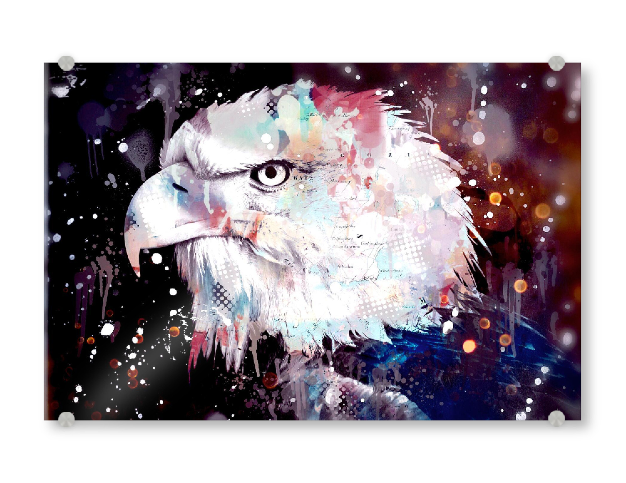 Acrylglasbild "Pop Art Adler" artboxONE - Tiere - Wildtiere,Bunt,Vogel,Adler,Wild,Animal,Tier,Bird,Eagle,Closeup,Nahaufnahme,Portrait,Raubvogel,Natur