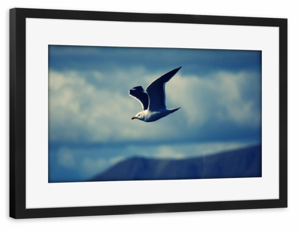 Poster mit Rahmen schwarz "Möwe" artboxONE - Natur,Reise,Tiere,Reise / Länder