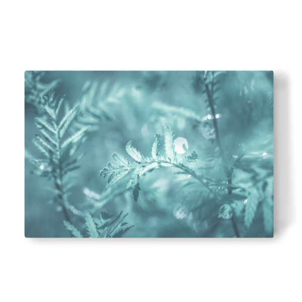 Leinwandbild "Common Tansy" artboxONE - Natur,Floral - Floral,Rainfarn,Wurmkraut,Leaves,Natur,Nature,Nahaufnahme,Abstrakt,Blätter