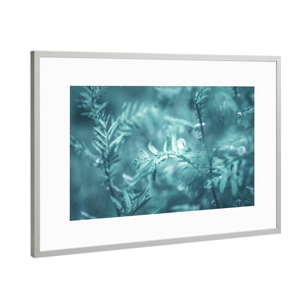 Poster mit Rahmen Silber "Common Tansy" artboxONE - Natur,Floral - Floral,Rainfarn,Wurmkraut,Leaves,Natur,Nature,Nahaufnahme,Abstrakt,Blätter