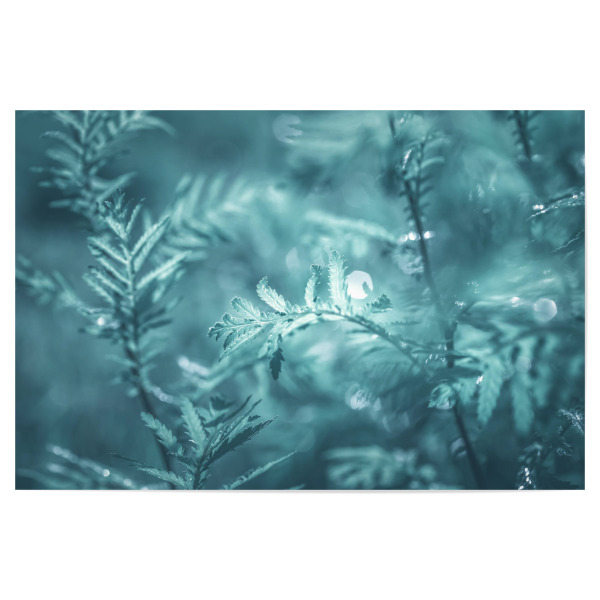 Poster "Common Tansy" artboxONE - Natur,Floral - Floral,Rainfarn,Wurmkraut,Leaves,Natur,Nature,Nahaufnahme,Abstrakt,Blätter