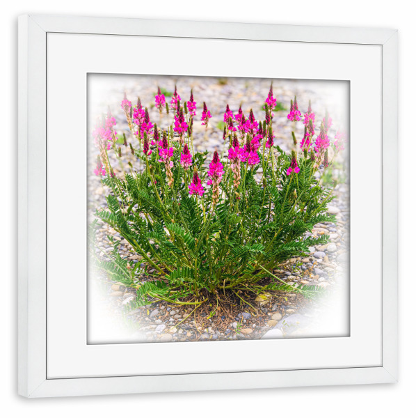 Poster mit Rahmen weiß "Pink für gute Laune" artboxONE - Natur,Floral - Spaziergang,Wegrand,Schönheit,Pink,Blumen,Freude,Natur,Nature,Flowers,Floral