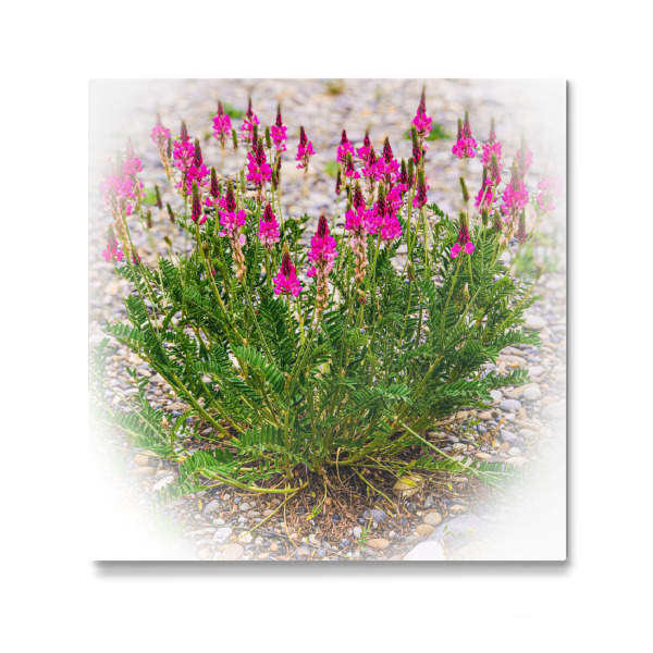 Galerie-Print "Pink für gute Laune" 30x30 cm artboxONE