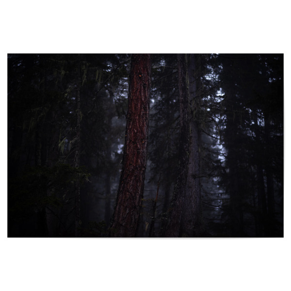 Poster 30x20 cm "Der rote Baum" artboxONE - Natur
