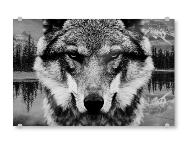Acrylglasbild "Wolf & Forest Closeup" artboxONE - Natur,Tiere