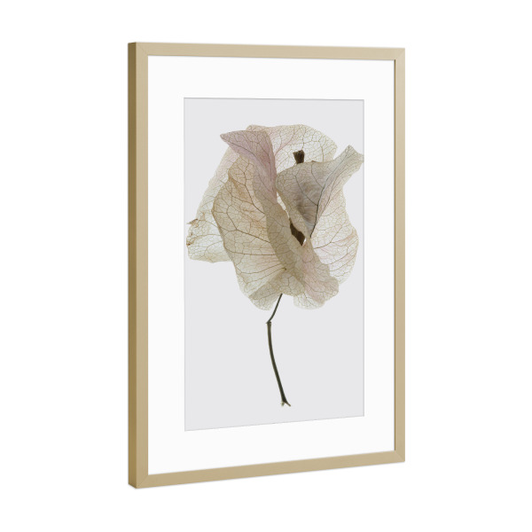 Poster mit Rahmen Gold "Bougainvillea Study A" artboxONE - Natur,Floral