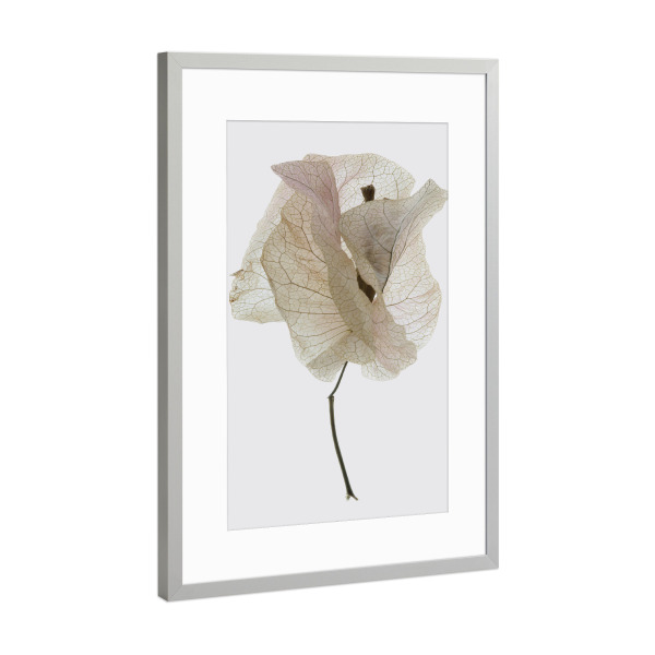Poster mit Rahmen Silber "Bougainvillea Study A" artboxONE - Natur,Floral
