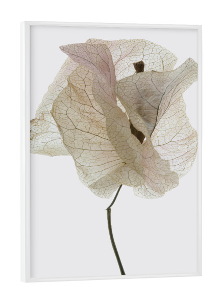 Poster mit weißem Rahmen "Bougainvillea Study A" artboxONE - Natur,Floral