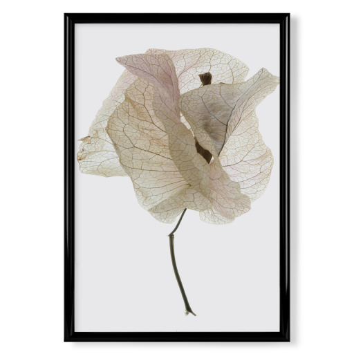 Bougainvillea Study A