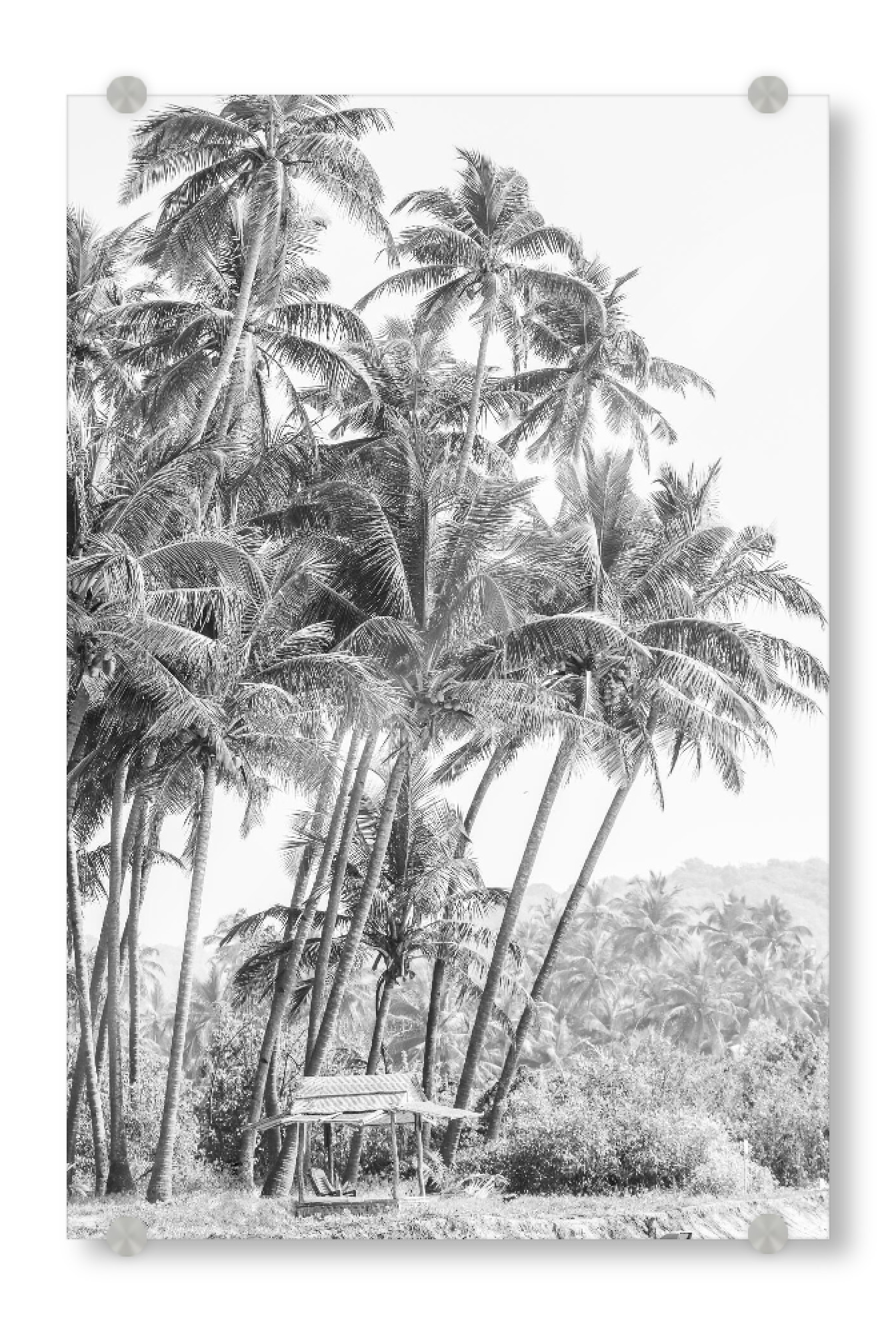 Acrylglasbild "Black and white jungle" artboxONE - Natur,Reise / Strand und Meer