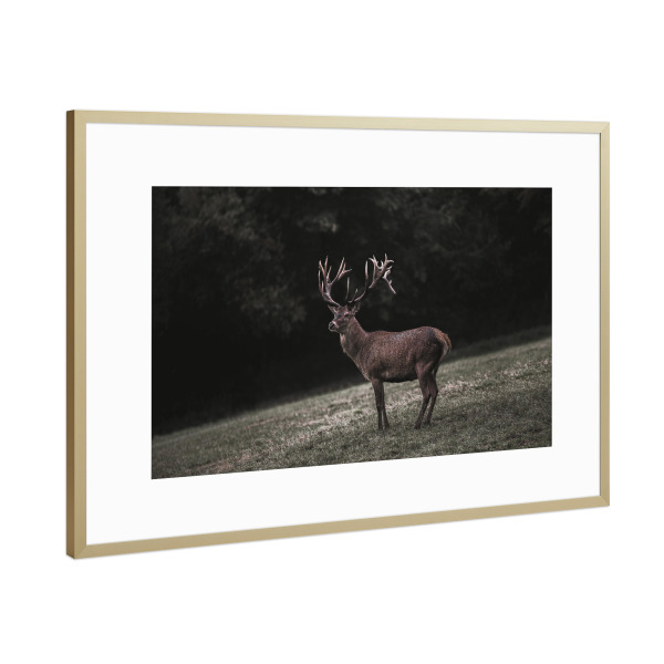 Poster mit Rahmen Gold "The Forest King" artboxONE - Natur,Tiere