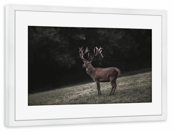 Poster mit Rahmen weiß "The Forest King" artboxONE - Natur,Tiere