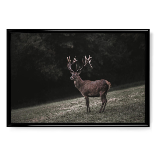 The Forest King