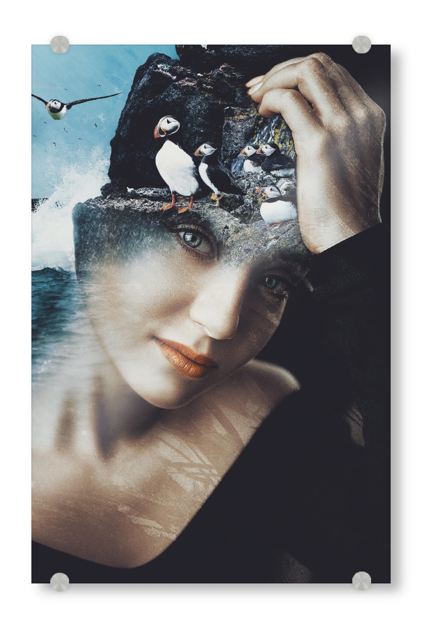 Acrylglasbild "Cute puffin by Tas" artboxONE - Natur,Tiere,Menschen