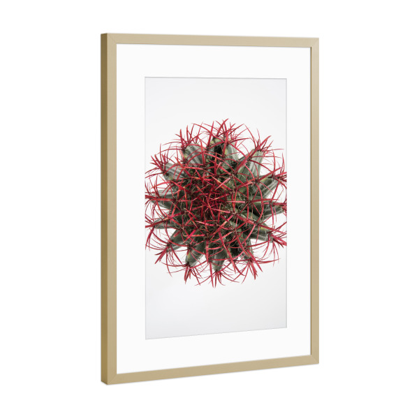 Poster mit Rahmen Gold "Cacti A" artboxONE - Natur,Floral,Abstrakt