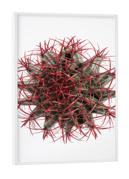 Poster mit weißem Rahmen "Cacti A" artboxONE - Natur,Floral,Abstrakt
