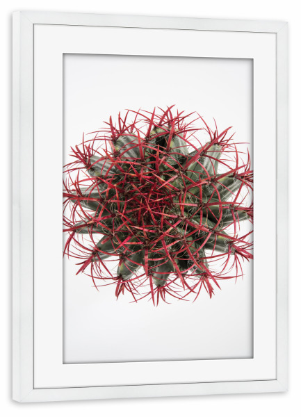 Poster mit Rahmen weiß "Cacti A" artboxONE - Natur,Floral,Abstrakt