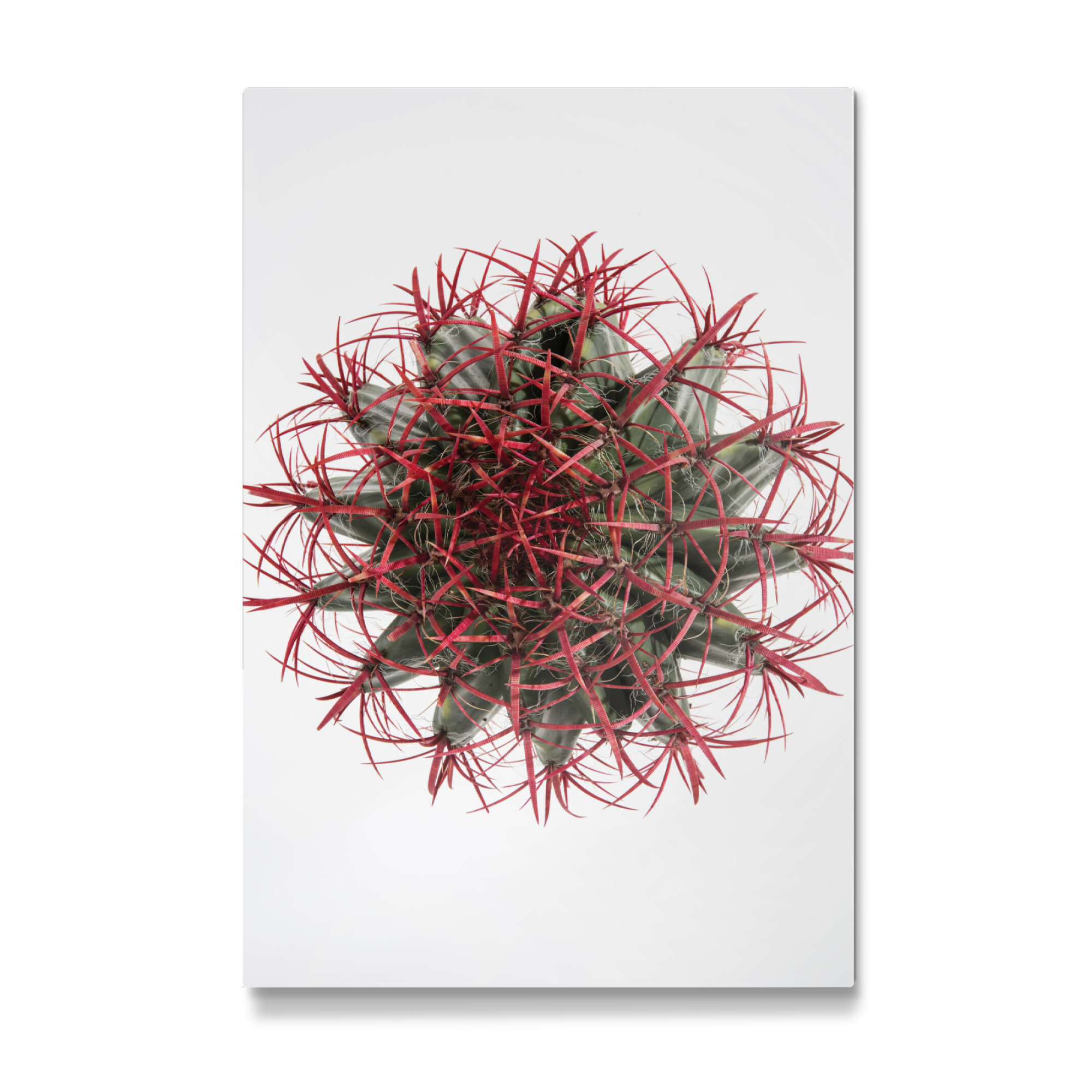 Galerie-Print "Cacti A" 30x20 cm artboxONE