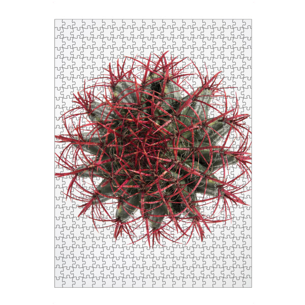 artboxONE Puzzle "Cacti A" artboxONE - Natur,Floral,Abstrakt