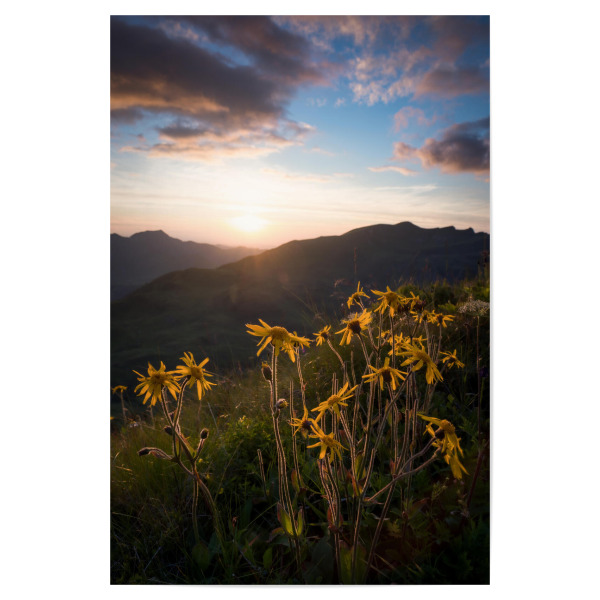 Poster "Arnika" artboxONE - Natur,Reise