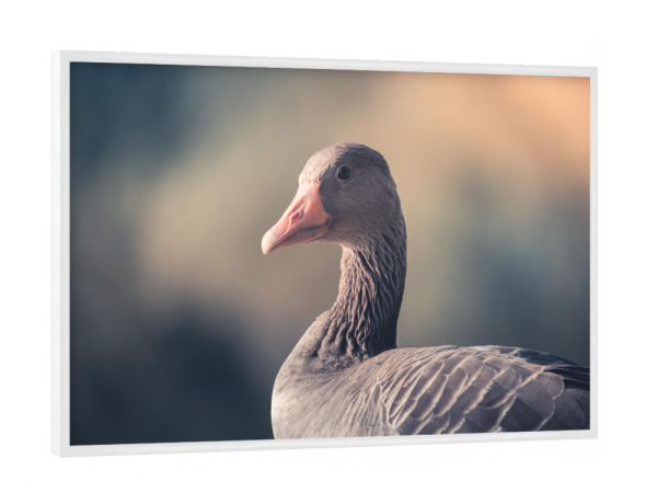 Poster mit weißem Rahmen "Gray goose" artboxONE - Natur,Tiere - Gans,Graugans,Vogel,Wasservogel,Wildlife,Tier,Animal,Natur,Nature,Portrait