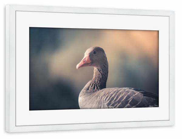 Poster mit Rahmen weiß "Gray goose" artboxONE - Natur,Tiere - Gans,Graugans,Vogel,Wasservogel,Wildlife,Tier,Animal,Natur,Nature,Portrait