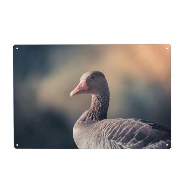 Holzbild "Gray goose" artboxONE - Natur,Tiere - Gans,Graugans,Vogel,Wasservogel,Wildlife,Tier,Animal,Natur,Nature,Portrait