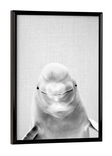 Poster mit schwarzem Rahmen "Beluga Whale - Black & White" artboxONE - Für Kinder,Tiere,Reise / Strand und Meer,Unterwasser,Lustig
