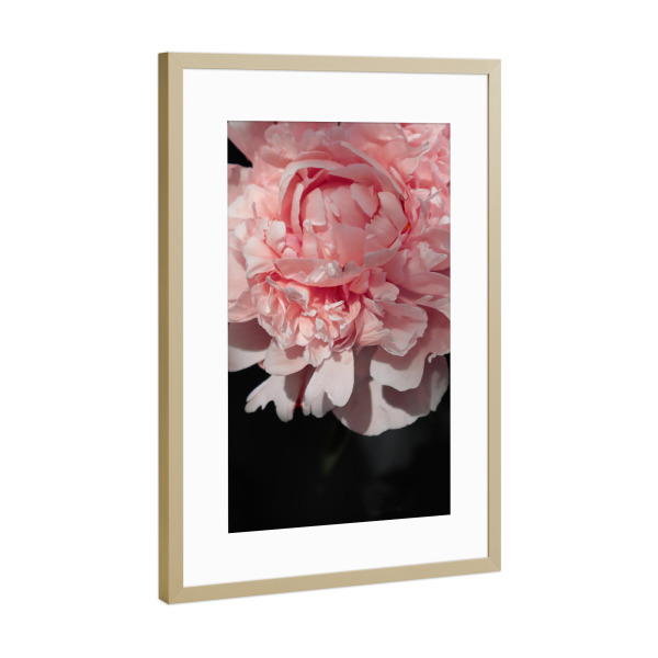 Poster mit Rahmen Gold "Blush peony art" artboxONE - Natur,Floral