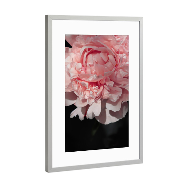 Poster mit Rahmen Silber "Blush peony art" artboxONE - Natur,Floral