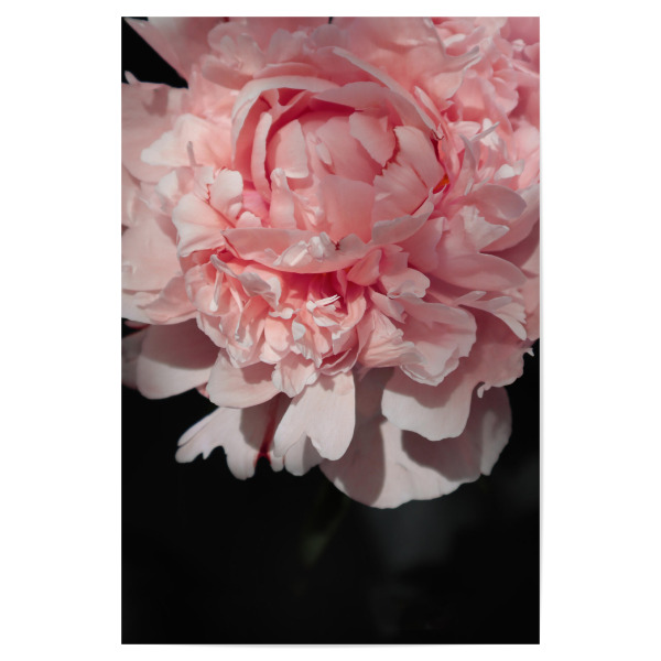 Poster "Blush peony art" artboxONE - Natur,Floral - Pink,Peony,Feminine,Black,Blume,Plant,Pflanze,Closeup,Nahaufnahme,Flower,Floral,Botanical,Blush