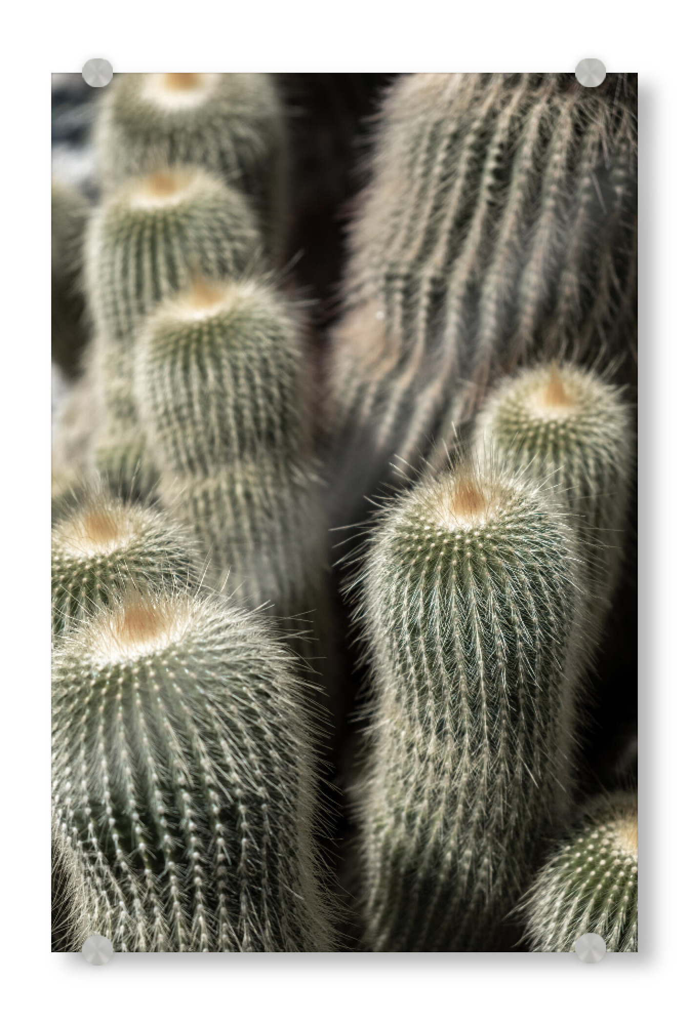 Acrylglasbild "Cactus shot" artboxONE - Natur,Reise,Floral - Kaktus,Cactus,Plants,Pflanzen,Fotografie,Nature,Floral,Natur,Plant,Pflanze,Green,Grün