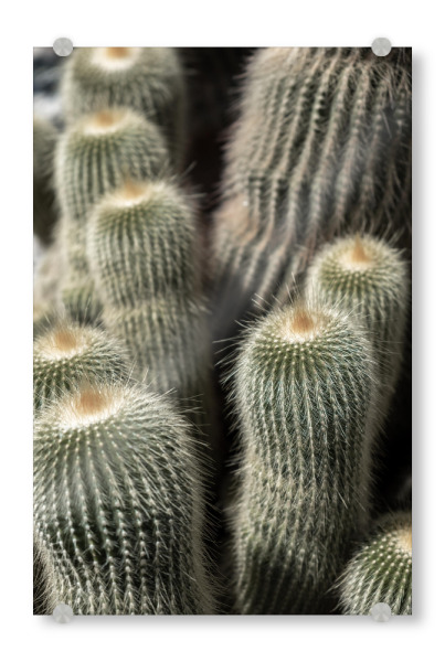 Acrylglasbild "Cactus shot" artboxONE - Natur,Reise,Floral - Kaktus,Cactus,Plants,Pflanzen,Fotografie,Nature,Floral,Natur,Plant,Pflanze,Green,Grün