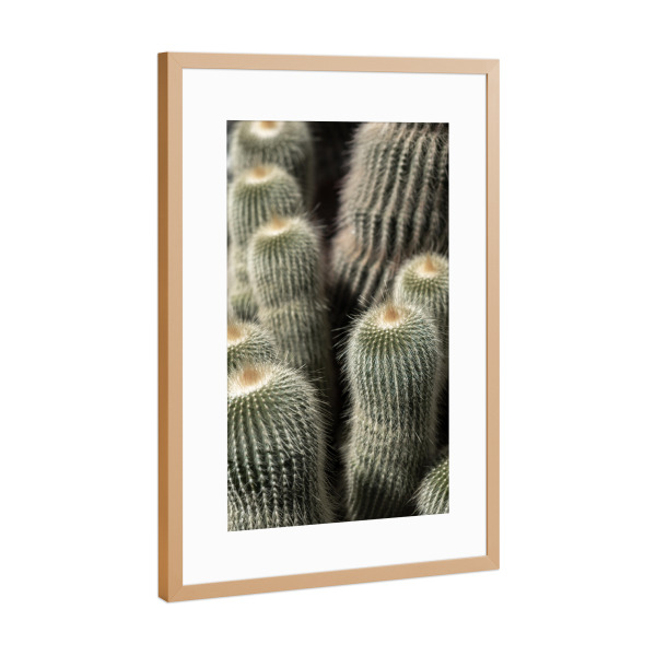 Poster mit Rahmen Kupfer "Cactus shot" artboxONE - Natur,Reise,Floral