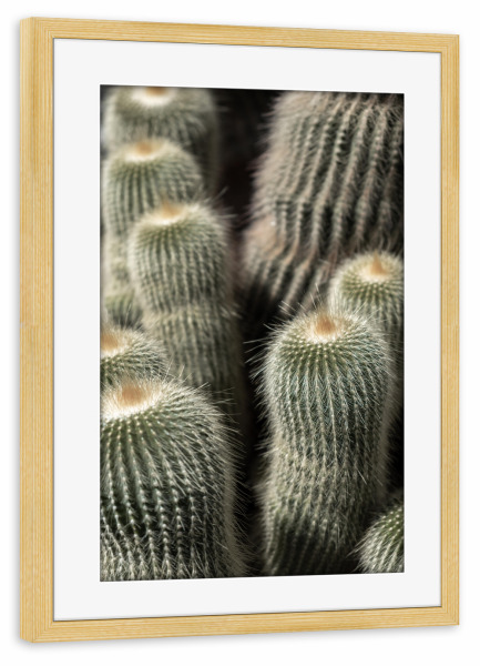 Poster mit Rahmen kiefer "Cactus shot" artboxONE - Natur,Reise,Floral