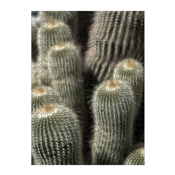 artboxONE Puzzle "Cactus shot" artboxONE - Natur,Reise,Floral