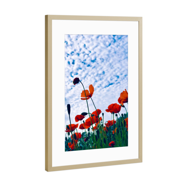 Poster mit Rahmen Gold "Mohnfeld und Schäfchen-Himmel" artboxONE - Natur,Floral