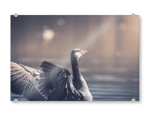 Acrylglasbild "Gans in Aktion" artboxONE - Natur,Tiere