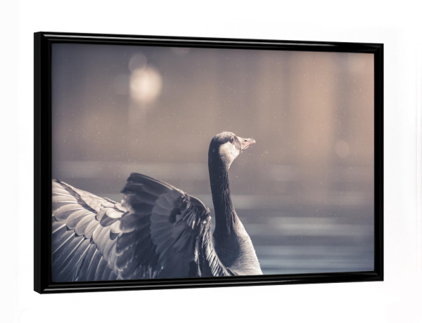 Poster mit schwarzem Rahmen "Gans in Aktion" artboxONE - Natur,Tiere