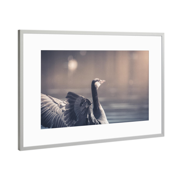 Poster mit Rahmen Silber "Gans in Aktion" artboxONE - Natur,Tiere