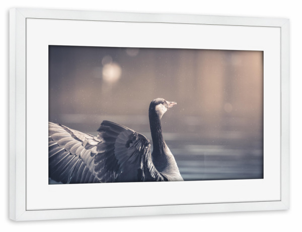 Poster mit Rahmen weiß "Gans in Aktion" artboxONE - Natur,Tiere